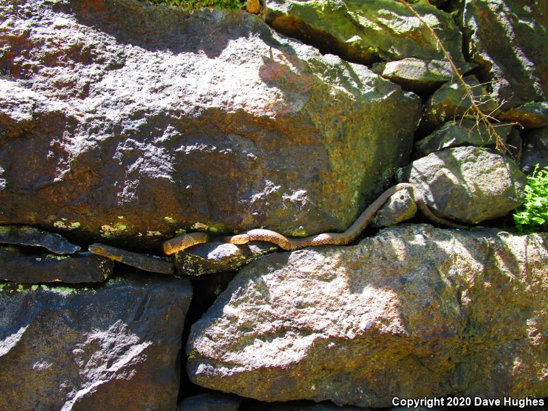 Northern Watersnake (Nerodia sipedon sipedon)