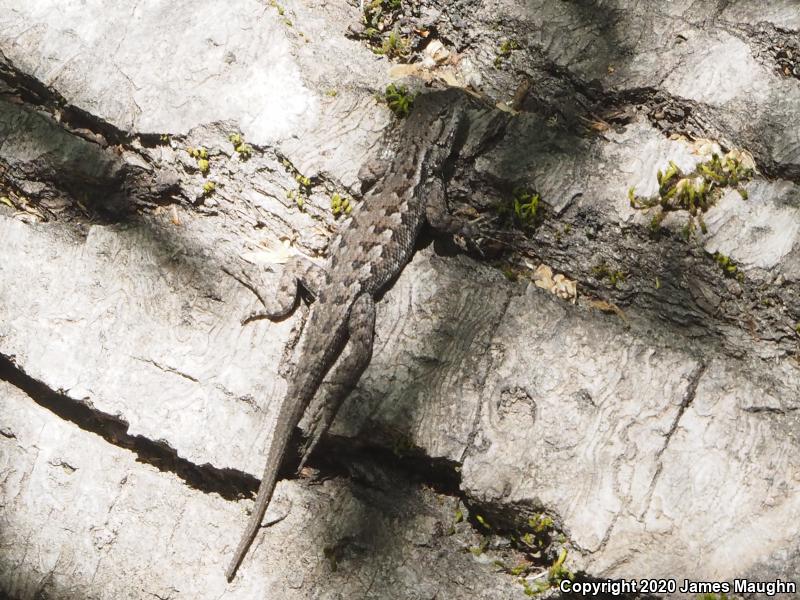 Coast Range Fence Lizard (Sceloporus occidentalis bocourtii)