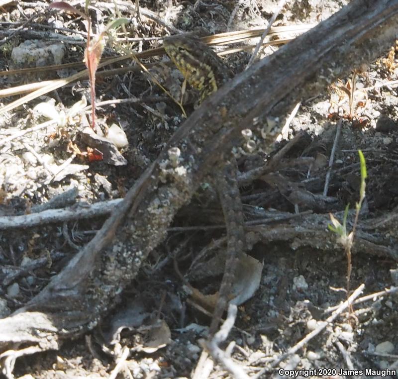 Western Side-blotched Lizard (Uta stansburiana elegans)