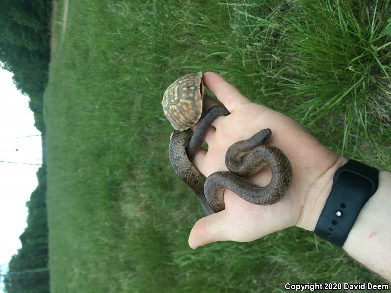 Mole Kingsnake (Lampropeltis calligaster rhombomaculata)