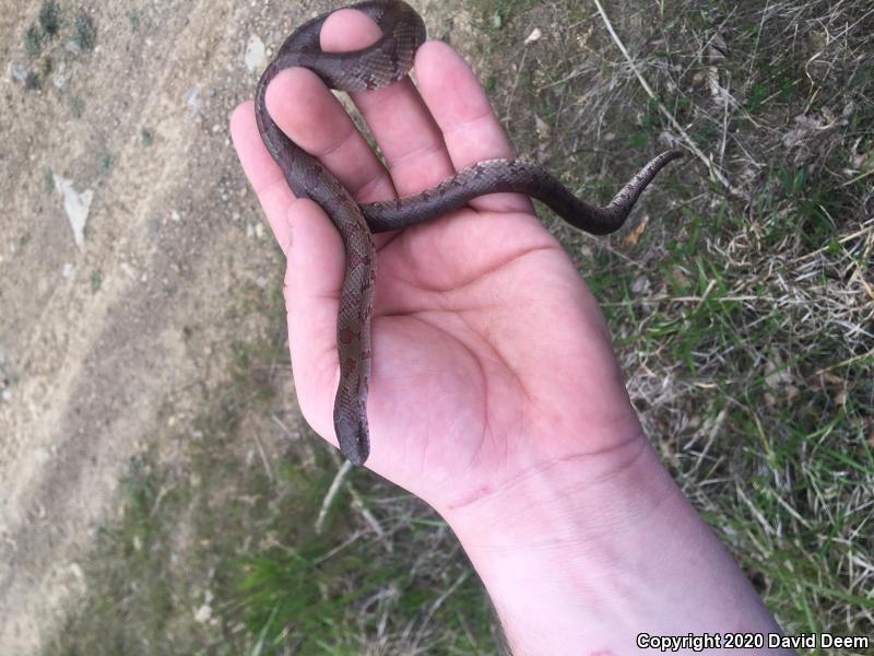 Mole Kingsnake (Lampropeltis calligaster rhombomaculata)