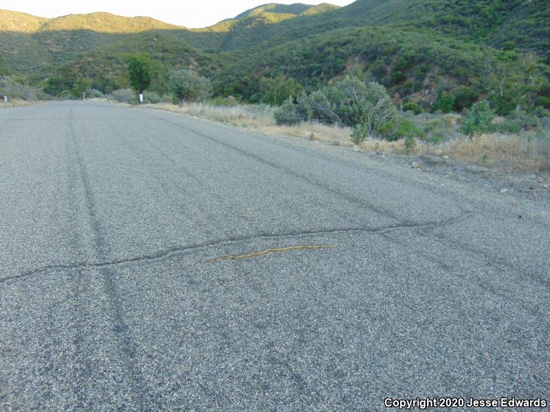 San Diego Gopher Snake (Pituophis catenifer annectens)