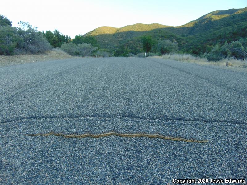 San Diego Gopher Snake (Pituophis catenifer annectens)