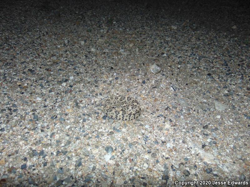 Speckled Rattlesnake (Crotalus mitchellii)