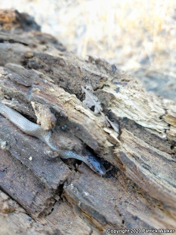 Smith's Black-headed Snake (Tantilla hobartsmithi)