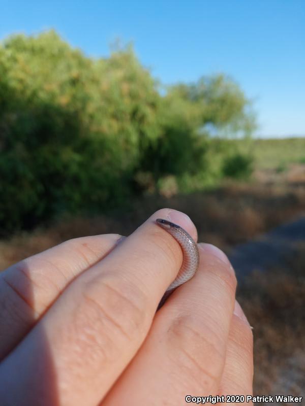 Smith's Black-headed Snake (Tantilla hobartsmithi)