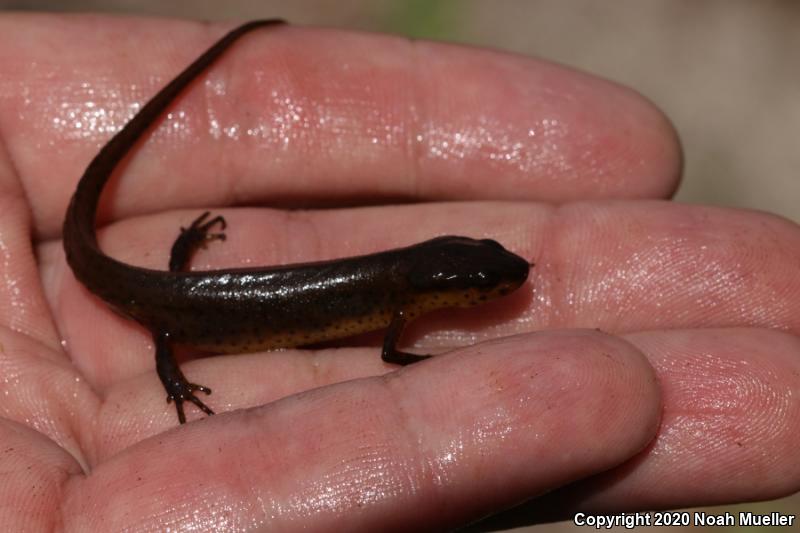 Peninsula Newt (Notophthalmus viridescens piaropicola)