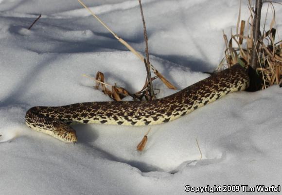 Bullsnake (Pituophis catenifer sayi)