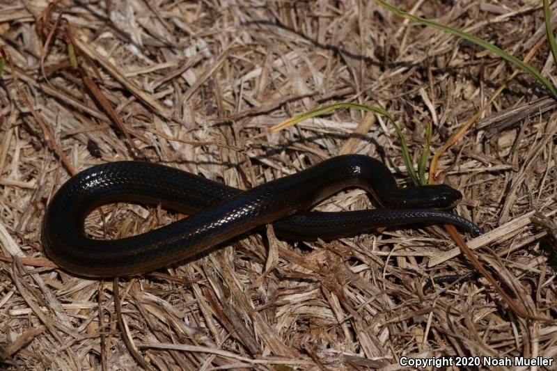 Striped Crayfish Snake (Regina alleni)