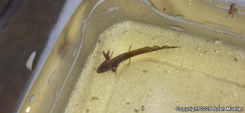 Striped Newt (Notophthalmus perstriatus)