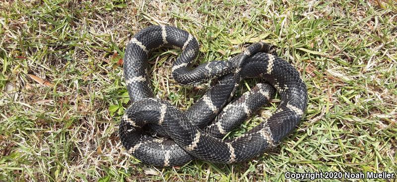 Eastern Kingsnake (Lampropeltis getula getula)