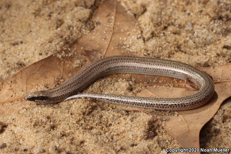 Sand Skink (Plestiodon reynoldsi)