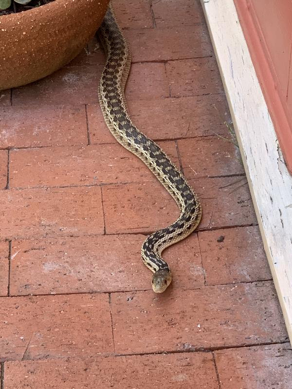 Pacific Gopher Snake (Pituophis catenifer catenifer)