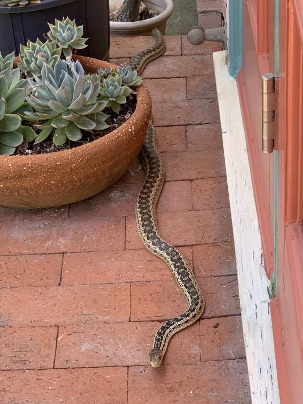 Pacific Gopher Snake (Pituophis catenifer catenifer)