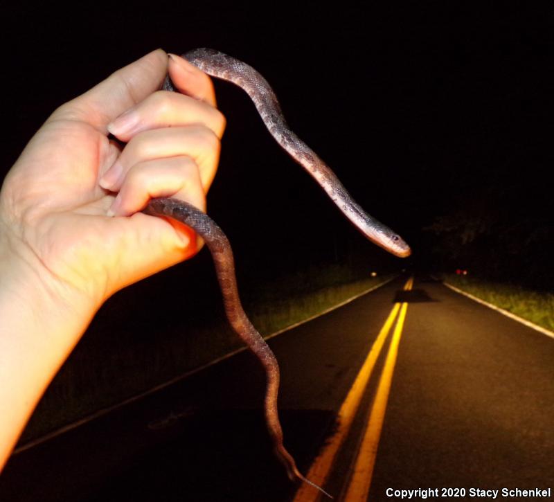 Black Ratsnake (Pantherophis obsoletus)