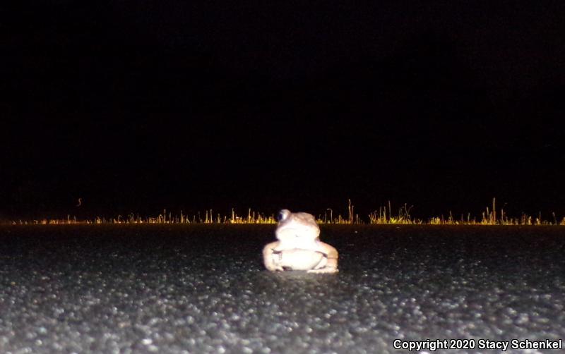 American Toad (Anaxyrus americanus)