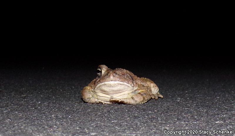 American Toad (Anaxyrus americanus)