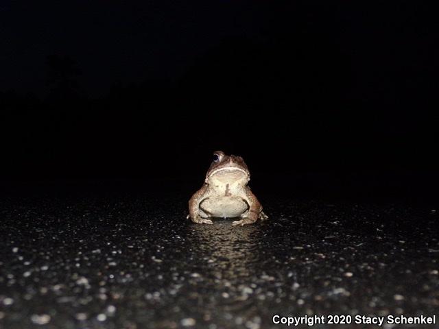 American Toad (Anaxyrus americanus)