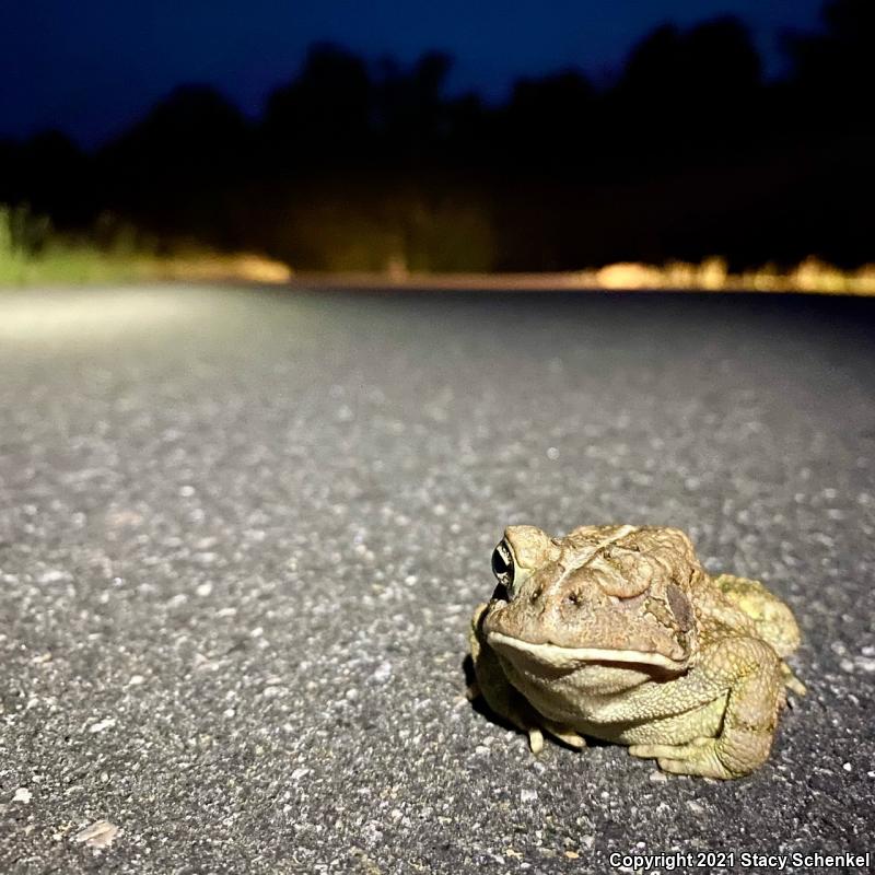 American Toad (Anaxyrus americanus)