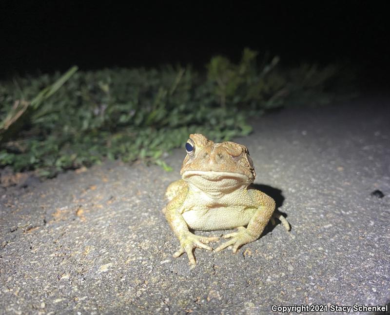 American Toad (Anaxyrus americanus)