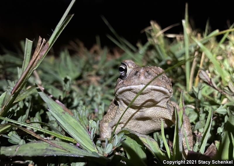 American Toad (Anaxyrus americanus)