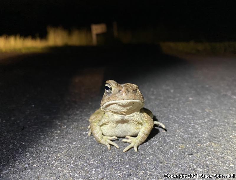 American Toad (Anaxyrus americanus)