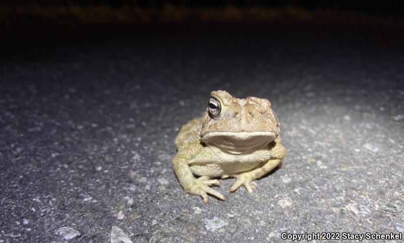 American Toad (Anaxyrus americanus)