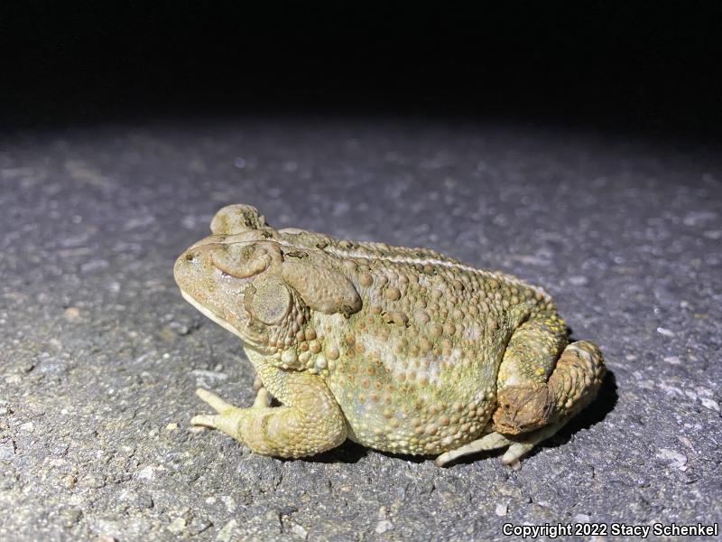 American Toad (Anaxyrus americanus)