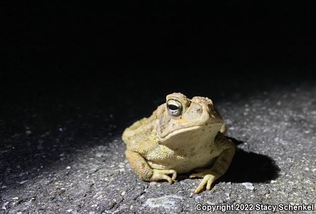 American Toad (Anaxyrus americanus)