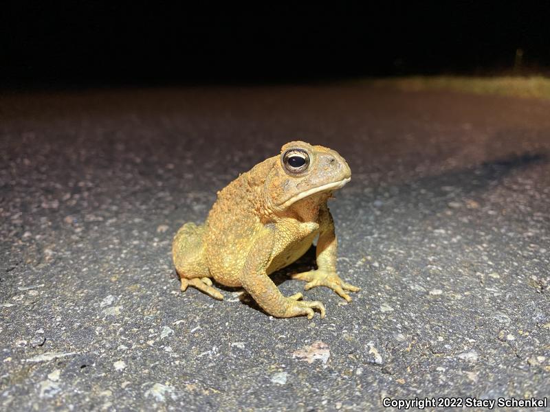 American Toad (Anaxyrus americanus)