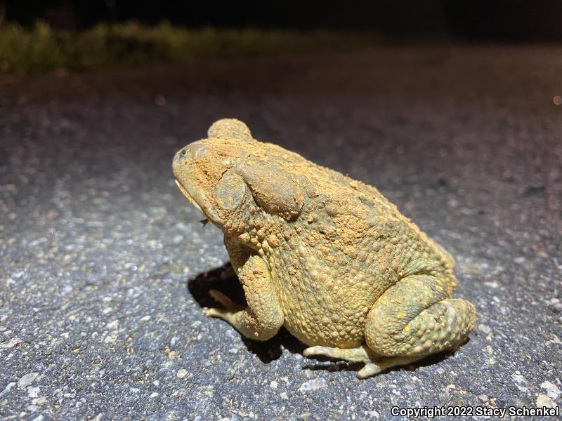 American Toad (Anaxyrus americanus)