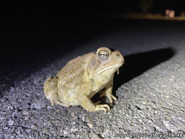 American Toad (Anaxyrus americanus)