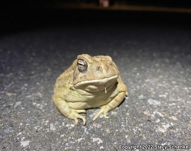 American Toad (Anaxyrus americanus)