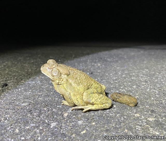 American Toad (Anaxyrus americanus)