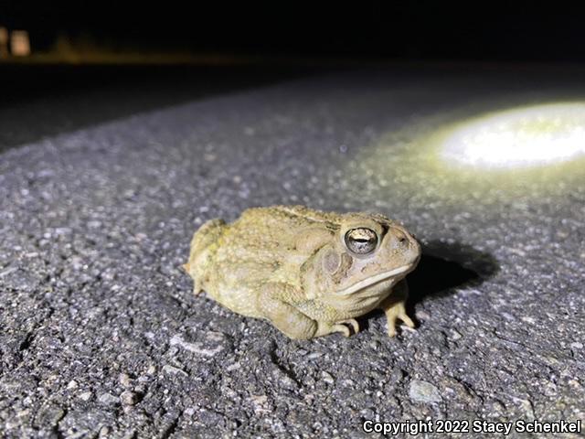 American Toad (Anaxyrus americanus)