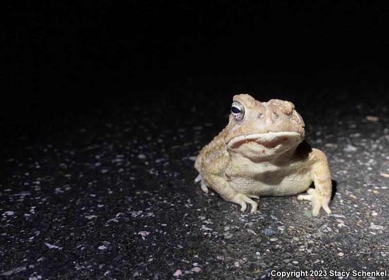 American Toad (Anaxyrus americanus)