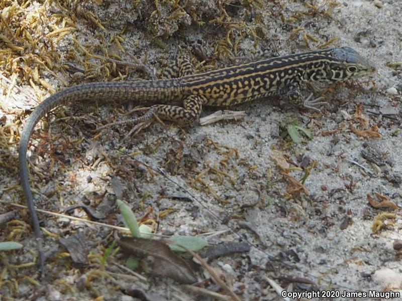 California Whiptail (Aspidoscelis tigris munda)