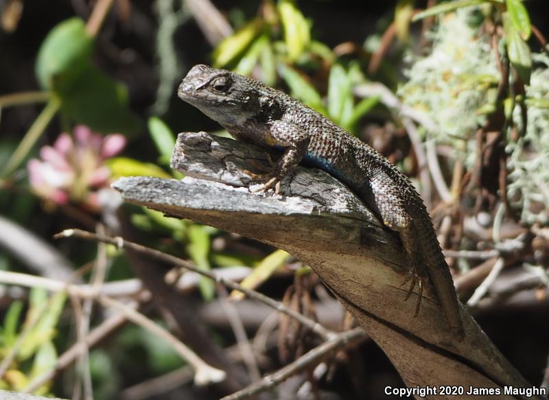 Coast Range Fence Lizard (Sceloporus occidentalis bocourtii)