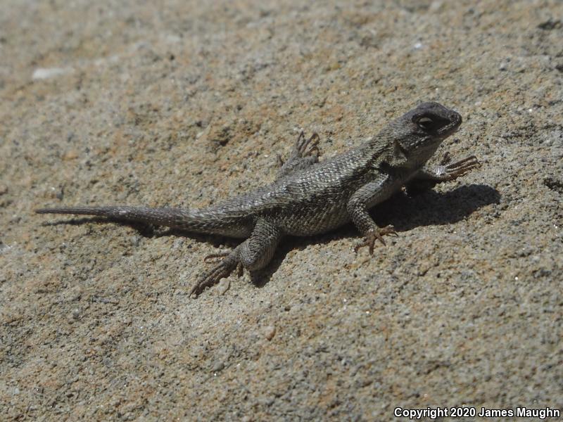 Coast Range Fence Lizard (Sceloporus occidentalis bocourtii)