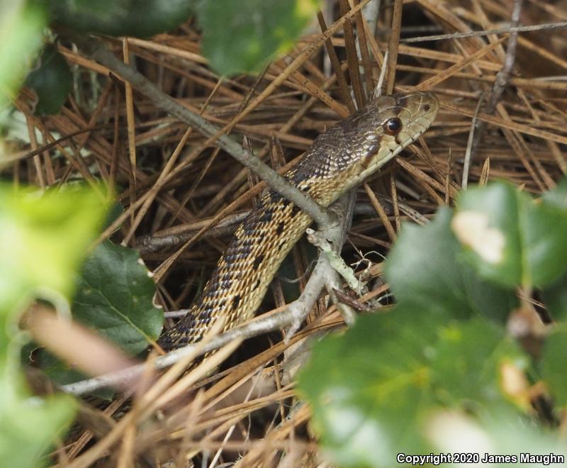 Pacific Gopher Snake (Pituophis catenifer catenifer)