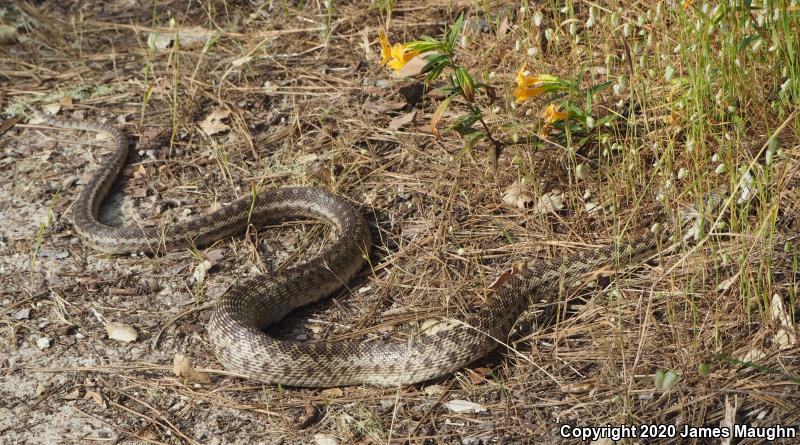 Pacific Gopher Snake (Pituophis catenifer catenifer)