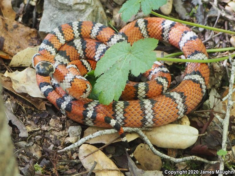 Coast Mountain Kingsnake (Lampropeltis zonata multifasciata)