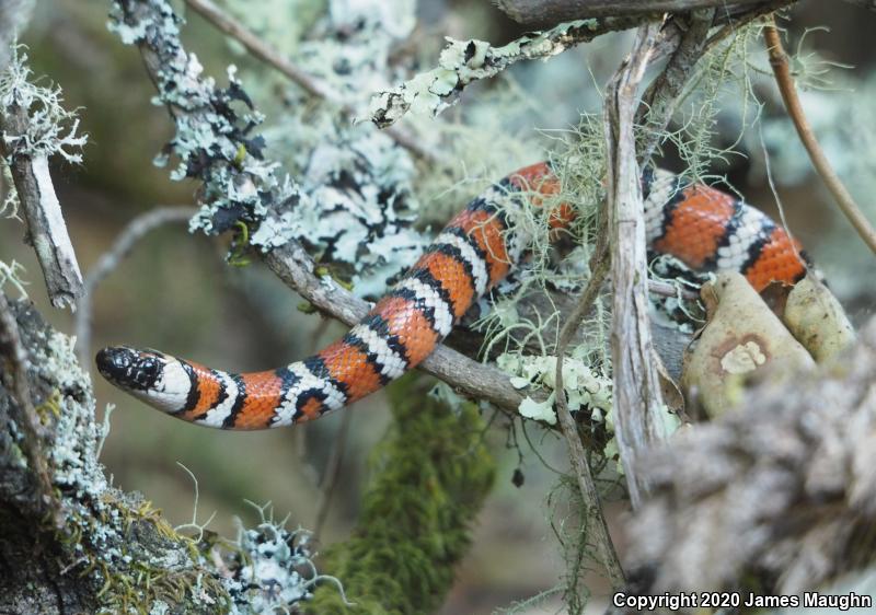 Coast Mountain Kingsnake (Lampropeltis zonata multifasciata)