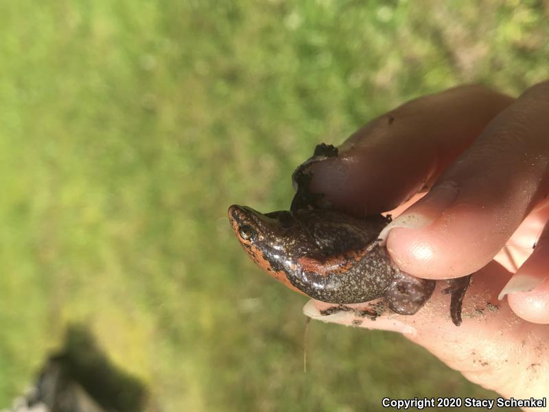 Eastern Narrow-mouthed Toad (Gastrophryne carolinensis)