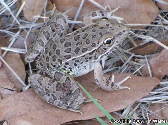 Chiricahua Leopard Frog (Lithobates chiricahuensis)