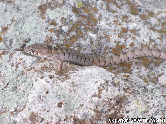 Madrean Alligator Lizard (Elgaria kingii)