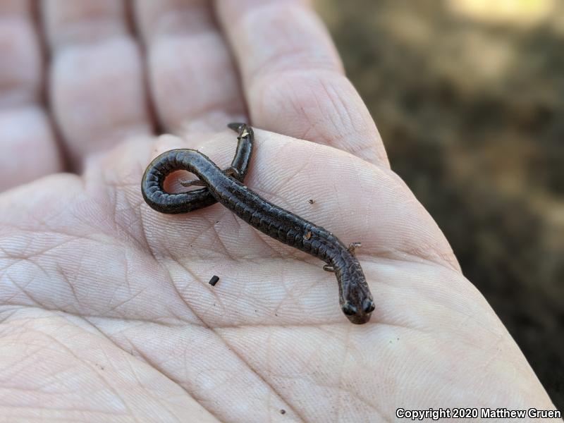 Garden Slender Salamander (Batrachoseps major major)