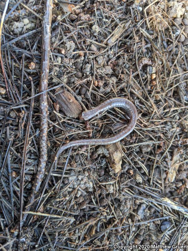 Garden Slender Salamander (Batrachoseps major major)