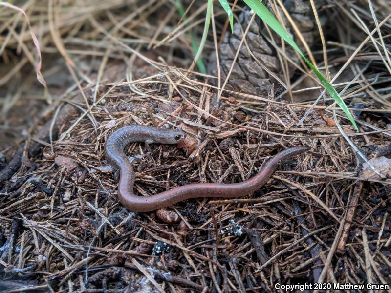 Garden Slender Salamander (Batrachoseps major major)