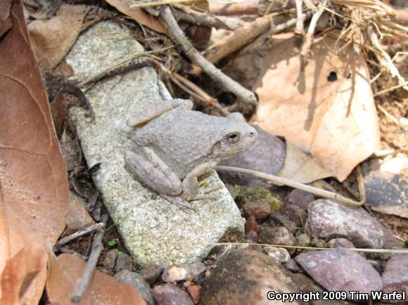 Canyon Treefrog (Hyla arenicolor)